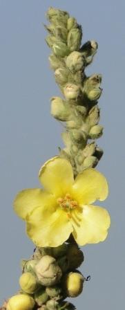 Bogastvo travnika lučnik